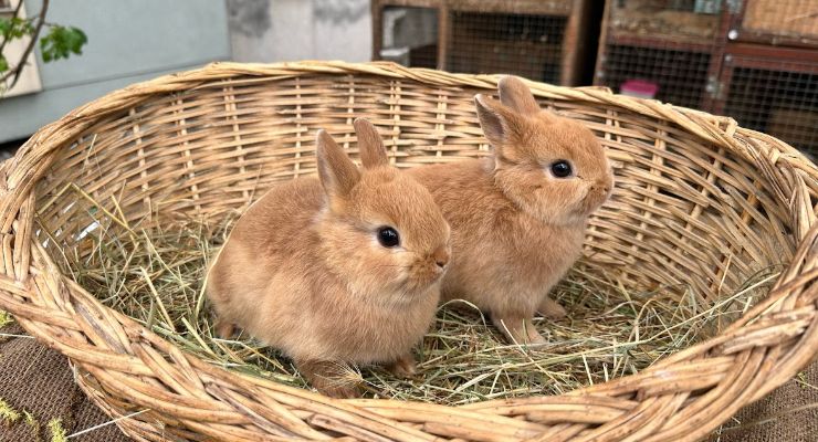 Bilecik Büyümeyen Tavşan