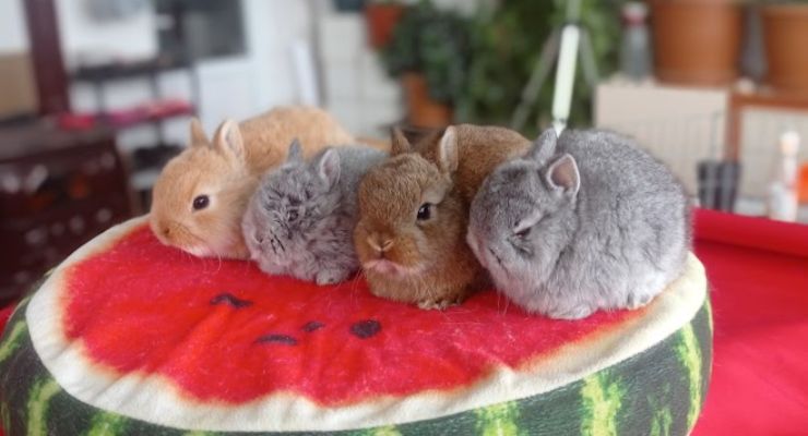 Bilecik Cins Tavşan