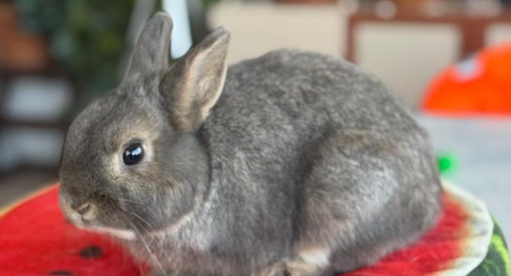 Bilecik Ev Tavşanı