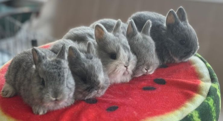 Bilecik Evcil Tavşan