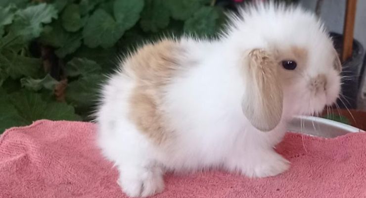 Bilecik Hollanda Lop Tavşan